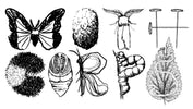 Black and white line art illustrations of various butterflies, moths, caterpillars, chrysalises, and a leaf, arranged in two rows on a plain white background.